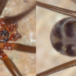 Descubren ocho nuevas especies de arañas andinas tropicales en Ecuador