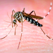 Salud Pública ratifica alerta epidemiológica por incremento de dengue de 157% en Las Américas