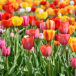 Los tulipanes de Países Bajos, amenazados por el cambio climático y el Brexit