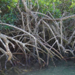 Los manglares emitirán un 50,000% más carbono para final de siglo
