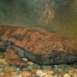 Hallan ejemplares de la salamandra gigante china, el anfibio más grande del mundo