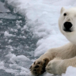 Los osos polares, en peligro por el deshielo causado por el cambio climático
