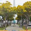 Comienza el espectáculo visual de los robles amarillos en las calles de Santo Domingo