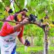Inicia cosecha de uvas de alto valor genético en Baní