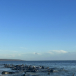 Decenas de ballenas piloto varadas en una playa del suroeste de Australia
