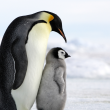 En la Antártida, los pingüinos emperador sufren calentamiento global