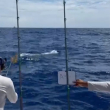 Arranca la pesca al Marlin Blanco; equipo Plaza San Juan sale al frente