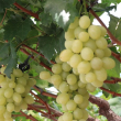 Empieza en Baní cosecha de uvas de mesa de alto valor genético