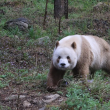 Aparece en China por primera vez en 6 años raro ejemplar salvaje de oso panda pardo