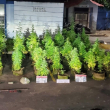 La DNCD allana vivienda en Puerto Plata donde se cultivaba marihuana en la azotea