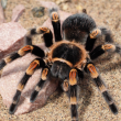 Empleado del Museo de Historia Natural de EE.UU. contrabandeaba arañas y escorpiones