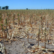 Sector agrícola en la zona fronteriza registra “estrés hídrico” ante la falta de agua