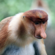 Monos más feos del mundo atraen a las hembras con su nariz