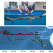 Un tiburón recorrió 27,000 kilómetros por el Pacífico en 546 días