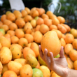 República Dominicana espera exportar tres millones de cajas de mango este año