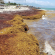 Contaminación y calentamiento disparan los sargazos en el Atlántico