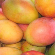 RD busca aumentar las exportaciones de mango