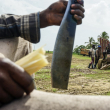 AFP publica reportaje sobre situación de los cañicultores haitianos en República Dominicana