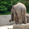 Nacen elefantes gemelos en Tailandia, un hecho raro para este mamífero