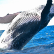 Las ballenas grises se encogen a ritmo acelerado a medida que avanza el cambio climático