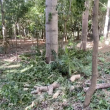 Alcaldía cancela a dos colaboradores por mutilación de árboles en el Mirador Sur