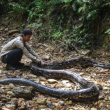 Una serpiente pitón se tragó a una mujer en Indonesia