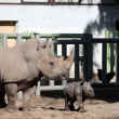 ¡Buenas noticias! Nació Silverio, el tercer rinoceronte blanco en Sudamérica