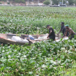 Pescadores afectados por presencia de lilas en el río Ozama