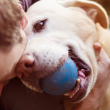 El olor del estrés humano afecta a las emociones de los perros, según un estudio