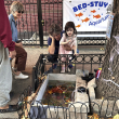 Estanque improvisado para peces de colores en Brooklyn renace en el alcorque de un árbol