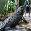 Muere Cassius, el cocodrilo más grande del mundo en un zoológico australiano