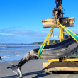 Científicos examinan a la ballena más rara del mundo encontrada en Nueva Zelanda