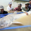 Enorme y raro bagre del Mekong avistado en Camboya, lo que aumenta las esperanzas de conservación