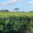 Presentan Drone T-50 aplicado en la agricultura, en un Día de Campo organizado por la JAD