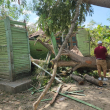 Anciana pide apoyo para reponer vivienda destruida por un árbol