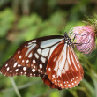 Una mariposa exótica bate un un récord migratorio tras volar 3,000 km de Japón a Hong Kong