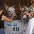 Los refugios de animales se llenan en Los Ángeles en medio de los voraces incendios