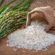 Arroceros afirman el precio del arroz no ha variado a nivel de producción