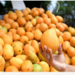 República Dominicana exportó más de 34 millones de mangos en 2025
