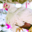 Productores advierten pollo podría aumentar a RD$150