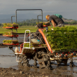 Siembra de arroz con prácticas sostenibles
