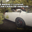 VIDEO: Fuertes brisas y lluvias provocan caída de árboles y daños a vehículos en Gascue
