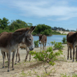 La carne de burro se asoma como una alternativa a la de vaca en algunas regiones de Argentina