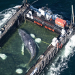 Timmy, la ballena jorobada que estaba varada, es transportada en una barcaza