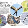 Aves migratorias que visitan el Caribe