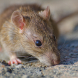 ¿Cuál es la diferencia entre la leptospirosis y el hantavirus?
