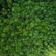 La superficie forestal mundial se redujo en 41 millones de hectáreas entre 2015 y 2025