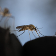 ¿Debe la humanidad erradicar a los mosquitos más letales?