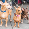 Abandono de perros en aumentó un 20 % anual tras la pandemia