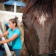 Canaria registra por primera vez tres casos de fiebre del Nilo en caballos